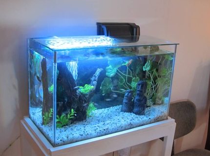 18 gallons freshwater fish tank (mostly fish and non-living decorations) - my tank ^^ 18 gallons freshwater fish tank (mostly fish and non-living decorations) - my tank ^^