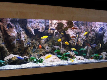 Rated #2: 180 Gallons Freshwater Fish Tank - Malawi Cliff setup Rated #2: 180 Gallons Freshwater Fish Tank - Malawi Cliff setup