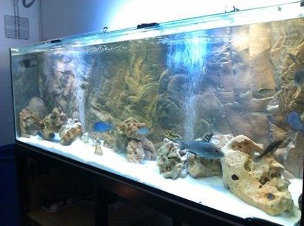 160 gallons freshwater fish tank (mostly fish and non-living decorations) - my tank 600ltrs 160 gallons freshwater fish tank (mostly fish and non-living decorations) - my tank 600ltrs
