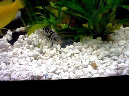 47 gallons freshwater fish tank (mostly fish and non-living decorations) - Black Convict 47 gallons freshwater fish tank (mostly fish and non-living decorations) - Black Convict