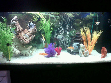 50 gallons freshwater fish tank (mostly fish and non-living decorations) - Juwel Rio 50 gallons freshwater fish tank (mostly fish and non-living decorations) - Juwel Rio
