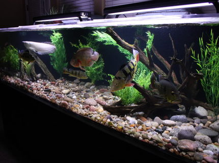 350 gallons freshwater fish tank (mostly fish and non-living decorations) - 350 gallon South American 350 gallons freshwater fish tank (mostly fish and non-living decorations) - 350 gallon South American