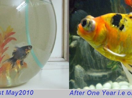 58 gallons freshwater fish tank (mostly fish and non-living decorations) - Goldiiiiiiiii 58 gallons freshwater fish tank (mostly fish and non-living decorations) - Goldiiiiiiiii