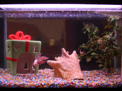 4 gallons freshwater fish tank (mostly fish and non-living decorations) - My very first aquarium. ♥ 4 gallons freshwater fish tank (mostly fish and non-living decorations) - My very first aquarium. ♥