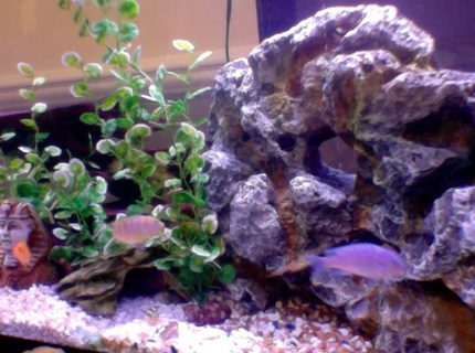 50 gallons freshwater fish tank (mostly fish and non-living decorations) - busy tank 50 gallons freshwater fish tank (mostly fish and non-living decorations) - busy tank