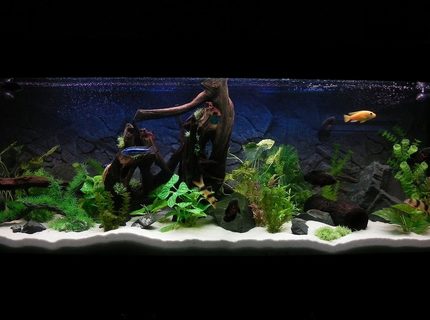Rated #3: 180 Gallons Freshwater Fish Tank - 6x2x2, 180 gal Rated #3: 180 Gallons Freshwater Fish Tank - 6x2x2, 180 gal