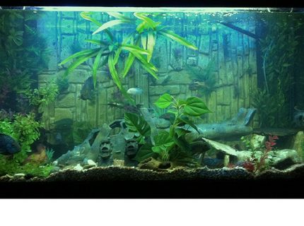 400 gallons freshwater fish tank (mostly fish and non-living decorations) - Mixed Cichlid tank small stone bottom and all plastic plants. 400 gallons freshwater fish tank (mostly fish and non-living decorations) - Mixed Cichlid tank small stone bottom and all plastic plants.