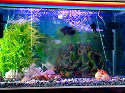 45 gallons freshwater fish tank (mostly fish and non-living decorations) - My tank is about 36x23x14 and I use two filters for maximum cleanliness and fish health and the heater is actually behind the plant and i only use it in the winter.I use good cichlid pellets to feed my oscars and even the piranha likes it. 45 gallons freshwater fish tank (mostly fish and non-living decorations) - My tank is about 36x23x14 and I use two filters for maximum cleanliness and fish health and the heater is actually behind the plant and i only use it in the winter.I use good cichlid pellets to feed my oscars and even the piranha likes it.