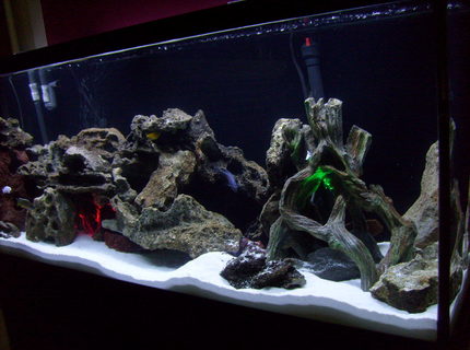 Rated #56: 55 Gallons Freshwater Fish Tank - My 55 gal cichlid tank w/Lake Malawi cichlids...white sand...2 underwater lights...green and red. Lace Rock. Using a fluval 305 canister filter. An overhead dual coral life aquarium lite w/one blue bulb and one white bulb. Rated #56: 55 Gallons Freshwater Fish Tank - My 55 gal cichlid tank w/Lake Malawi cichlids...white sand...2 underwater lights...green and red. Lace Rock. Using a fluval 305 canister filter. An overhead dual coral life aquarium lite w/one blue bulb and one white bulb.