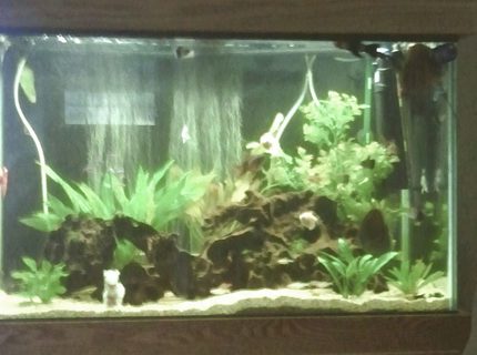 66 gallons freshwater fish tank (mostly fish and non-living decorations) - Full view of 66 gallon. All plants are live exception of large one in back right corner.
Forgive quality of picture. Android phone takes marginal picture. In the image there is also the best chair in the house to watch the fish. 66 gallons freshwater fish tank (mostly fish and non-living decorations) - Full view of 66 gallon. All plants are live exception of large one in back right corner.
Forgive quality of picture. Android phone takes marginal picture. In the image there is also the best chair in the house to watch the fish.
