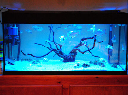 Rated #18: 44 Gallons Freshwater Fish Tank - MY TANK, BEEN RUNNINF FOR OVER 12 MONTHS NOW. Rated #18: 44 Gallons Freshwater Fish Tank - MY TANK, BEEN RUNNINF FOR OVER 12 MONTHS NOW.