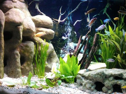 Rated #5: 58 Gallons Freshwater Fish Tank - My new Malawi Cichlid Tank with a large corner 3D DIY Cave, Crushed coral base, Lime stone rocks, Drift wood and various plants. Rated #5: 58 Gallons Freshwater Fish Tank - My new Malawi Cichlid Tank with a large corner 3D DIY Cave, Crushed coral base, Lime stone rocks, Drift wood and various plants.