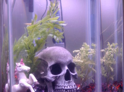 12 gallons freshwater fish tank (mostly fish and non-living decorations) - Our first attempt at an aquarium... fish are kind of hard to see. 12 gallons freshwater fish tank (mostly fish and non-living decorations) - Our first attempt at an aquarium... fish are kind of hard to see.