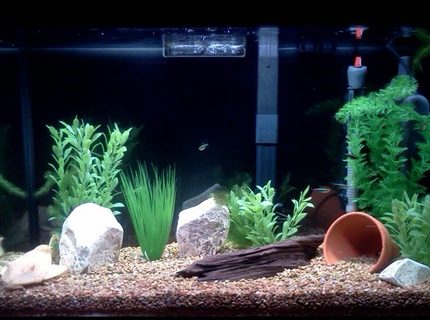 Rated #71: 29 Gallons Freshwater Fish Tank - Wannabe planted aquarium Rated #71: 29 Gallons Freshwater Fish Tank - Wannabe planted aquarium