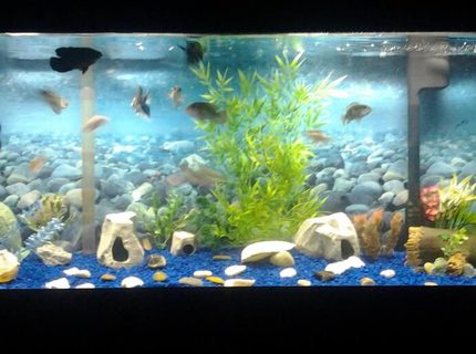 Rated #85: 55 Gallons Freshwater Fish Tank - This is my first tank. its a 55G fresh water tank. Rated #85: 55 Gallons Freshwater Fish Tank - This is my first tank. its a 55G fresh water tank.
