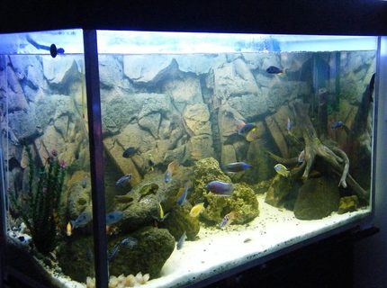 Rated #14: 150 Gallons Freshwater Fish Tank - My 150Gal(600L) African Cichlid aquarium. Rated #14: 150 Gallons Freshwater Fish Tank - My 150Gal(600L) African Cichlid aquarium.