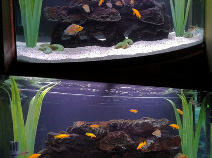 Rated #19: 70 Gallons Freshwater Fish Tank - Double-sided 70G Tanganyika Show Tank with bow-front. Rated #19: 70 Gallons Freshwater Fish Tank - Double-sided 70G Tanganyika Show Tank with bow-front.