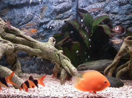 Rated #16: 30 Gallons Freshwater Fish Tank - My tank with the new background Rated #16: 30 Gallons Freshwater Fish Tank - My tank with the new background