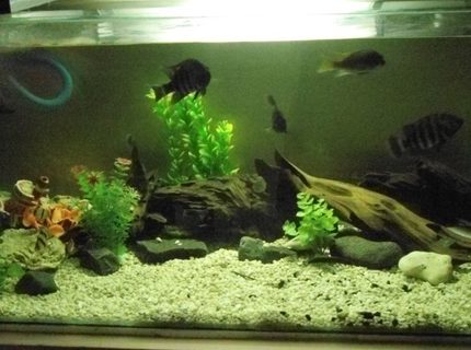 Rated #77: 50 Gallons Freshwater Fish Tank - My 50 gallon tank Rated #77: 50 Gallons Freshwater Fish Tank - My 50 gallon tank