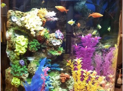 Rated #59: 30 Gallons Freshwater Fish Tank - 30 gallon half moon Rated #59: 30 Gallons Freshwater Fish Tank - 30 gallon half moon