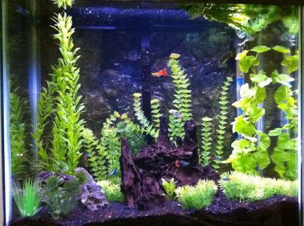 Rated #87: 30 Gallons Freshwater Fish Tank - Freshwater tank with artificial plants, guppies, neon tetras Rated #87: 30 Gallons Freshwater Fish Tank - Freshwater tank with artificial plants, guppies, neon tetras