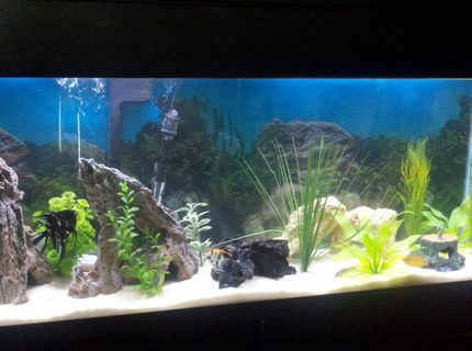 Rated #89: 55 Gallons Freshwater Fish Tank - 55 gallon with angel fish Rated #89: 55 Gallons Freshwater Fish Tank - 55 gallon with angel fish