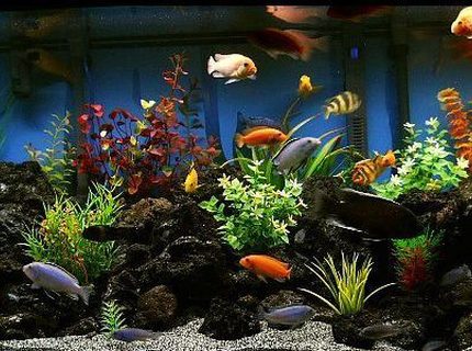 Rated #3: 75 Gallons Freshwater Fish Tank - 75 Gallon Cichlid Tank Rated #3: 75 Gallons Freshwater Fish Tank - 75 Gallon Cichlid Tank