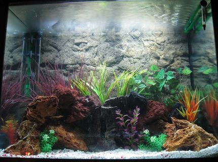 Rated #25: 56 Gallons Freshwater Fish Tank - my first tank, 56 gallon, cichilds to come Rated #25: 56 Gallons Freshwater Fish Tank - my first tank, 56 gallon, cichilds to come