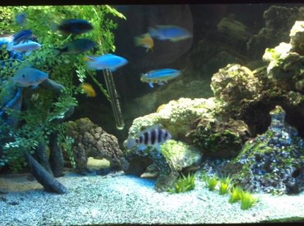 Rated #26: 75 Gallons Freshwater Fish Tank - Mixed Rated #26: 75 Gallons Freshwater Fish Tank - Mixed