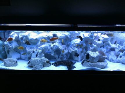 Rated #68: 125 Gallons Freshwater Fish Tank - 125Gal African Cichlid Tank Rated #68: 125 Gallons Freshwater Fish Tank - 125Gal African Cichlid Tank