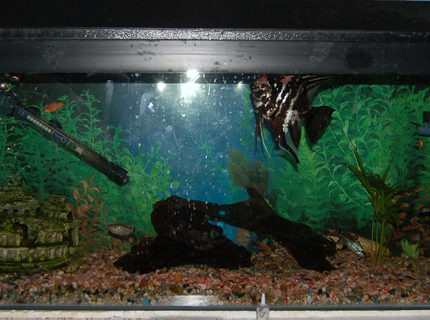 27 gallons freshwater fish tank (mostly fish and non-living decorations) - This is my 3ft tropical fish tank i am hoping to get more plants and chnage the substrate to sand as i think this would look better 27 gallons freshwater fish tank (mostly fish and non-living decorations) - This is my 3ft tropical fish tank i am hoping to get more plants and chnage the substrate to sand as i think this would look better