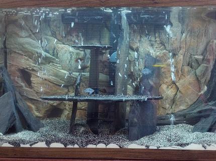 90 gallons freshwater fish tank (mostly fish and non-living decorations) - 30 Gallon Lake Malawi Cichlid Tank. Cant see the rustys and convicts. They are too small and blend in. 90 gallons freshwater fish tank (mostly fish and non-living decorations) - 30 Gallon Lake Malawi Cichlid Tank. Cant see the rustys and convicts. They are too small and blend in.