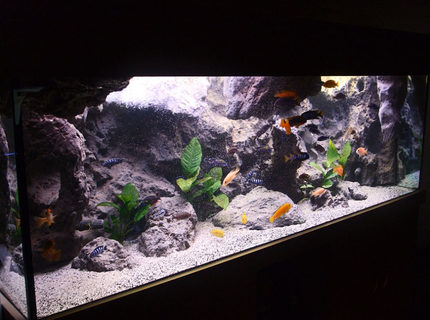 Rated #6: 170 Gallons Freshwater Fish Tank - Malawi setup Rated #6: 170 Gallons Freshwater Fish Tank - Malawi setup