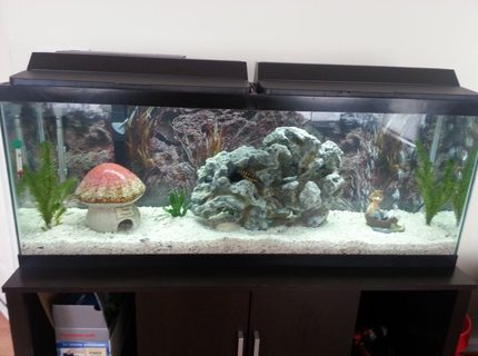 50 gallons freshwater fish tank (mostly fish and non-living decorations) - My new decorations 50 gallons freshwater fish tank (mostly fish and non-living decorations) - My new decorations