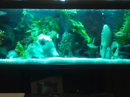 Rated #43: 55 Gallons Freshwater Fish Tank - 4ft cichlid tank ,55 gallons Rated #43: 55 Gallons Freshwater Fish Tank - 4ft cichlid tank ,55 gallons