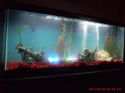 50 gallons freshwater fish tank (mostly fish and non-living decorations) 50 gallons freshwater fish tank (mostly fish and non-living decorations)