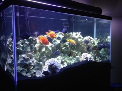 90 gallons freshwater fish tank (mostly fish and non-living decorations) - My 90 Gallon 90 gallons freshwater fish tank (mostly fish and non-living decorations) - My 90 Gallon