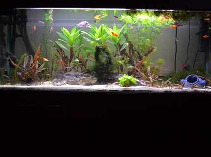 Rated #98: 120 Gallons Freshwater Fish Tank - see profile for specs.
thank the old owners for the scratches caused by those stupid under gravel cleaners. Rated #98: 120 Gallons Freshwater Fish Tank - see profile for specs.
thank the old owners for the scratches caused by those stupid under gravel cleaners.
