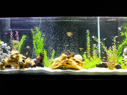 Rated #60: 135 Gallons Freshwater Fish Tank - My 135 gallon freshwater setup Rated #60: 135 Gallons Freshwater Fish Tank - My 135 gallon freshwater setup