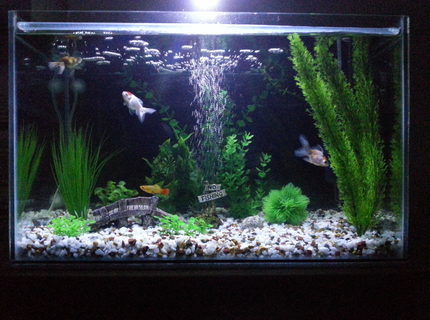 16 gallons freshwater fish tank (mostly fish and non-living decorations) - Ryukins, platty, oranda. 16 gallons freshwater fish tank (mostly fish and non-living decorations) - Ryukins, platty, oranda.