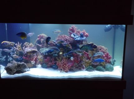 Rated #32: 120 Gallons Freshwater Fish Tank - African Cichlid Rated #32: 120 Gallons Freshwater Fish Tank - African Cichlid