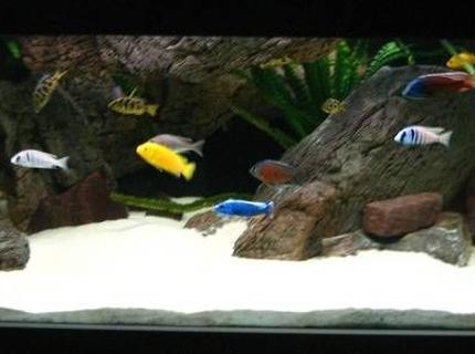 Rated #23: 280 Gallons Freshwater Fish Tank Rated #23: 280 Gallons Freshwater Fish Tank