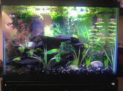 20 gallons freshwater fish tank (mostly fish and non-living decorations) - Updated photo with different lighting, couple new plants {fake} on the ground, and some floaters on top {live}. Also water level raised. 20 gallons freshwater fish tank (mostly fish and non-living decorations) - Updated photo with different lighting, couple new plants {fake} on the ground, and some floaters on top {live}. Also water level raised.