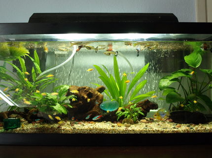20 gallons freshwater fish tank (mostly fish and non-living decorations) - 20 gallon long with lots of fish!
2 balloon rams
2 pepper cory
2 upside down catfish
7 tetras
# guppies
### electric yellow that escaped out of the breeders net lol 20 gallons freshwater fish tank (mostly fish and non-living decorations) - 20 gallon long with lots of fish!
2 balloon rams
2 pepper cory
2 upside down catfish
7 tetras
# guppies
### electric yellow that escaped out of the breeders net lol