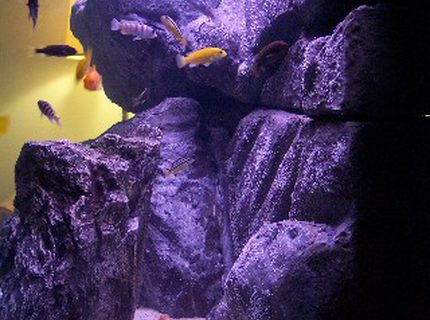 Rated #5: 65 Gallons Freshwater Fish Tank - Side view of Matt & Joanna Rated #5: 65 Gallons Freshwater Fish Tank - Side view of Matt & Joanna's 65 gallon Malawi Mbuna aquarium.