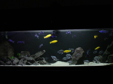 50 gallons freshwater fish tank (mostly fish and non-living decorations) - Frontosa 125g 50 gallons freshwater fish tank (mostly fish and non-living decorations) - Frontosa 125g