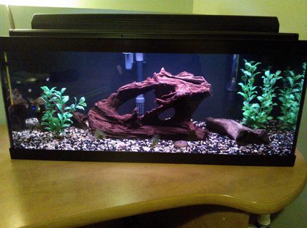 20 gallons freshwater fish tank (mostly fish and non-living decorations) - 20 gallon long Harlequin rasbora tank 20 gallons freshwater fish tank (mostly fish and non-living decorations) - 20 gallon long Harlequin rasbora tank