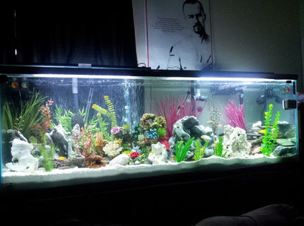 140 gallons freshwater fish tank (mostly fish and non-living decorations) - this is my new 140 gallon communtiy
cichlid tank...let me know what you think and any advice you have is much appreciated 140 gallons freshwater fish tank (mostly fish and non-living decorations) - this is my new 140 gallon communtiy
cichlid tank...let me know what you think and any advice you have is much appreciated
