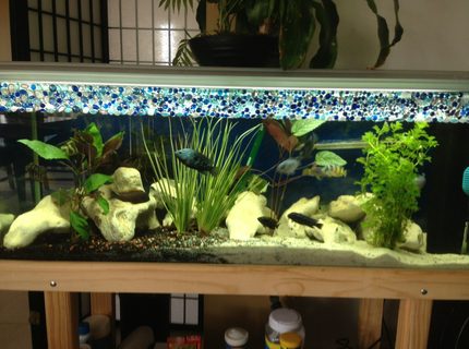 58 gallons freshwater fish tank (mostly fish and non-living decorations) - My cichlid tank 58 gallons freshwater fish tank (mostly fish and non-living decorations) - My cichlid tank