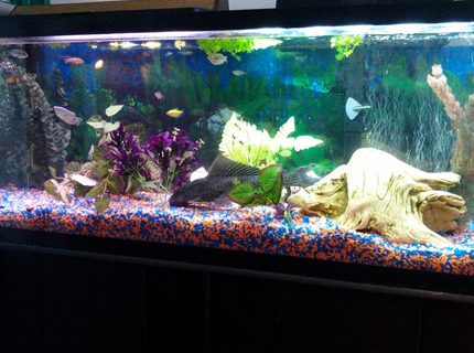 50 gallons freshwater fish tank (mostly fish and non-living decorations) - Check out Plecy and my Mbunas 50 gallons freshwater fish tank (mostly fish and non-living decorations) - Check out Plecy and my Mbunas